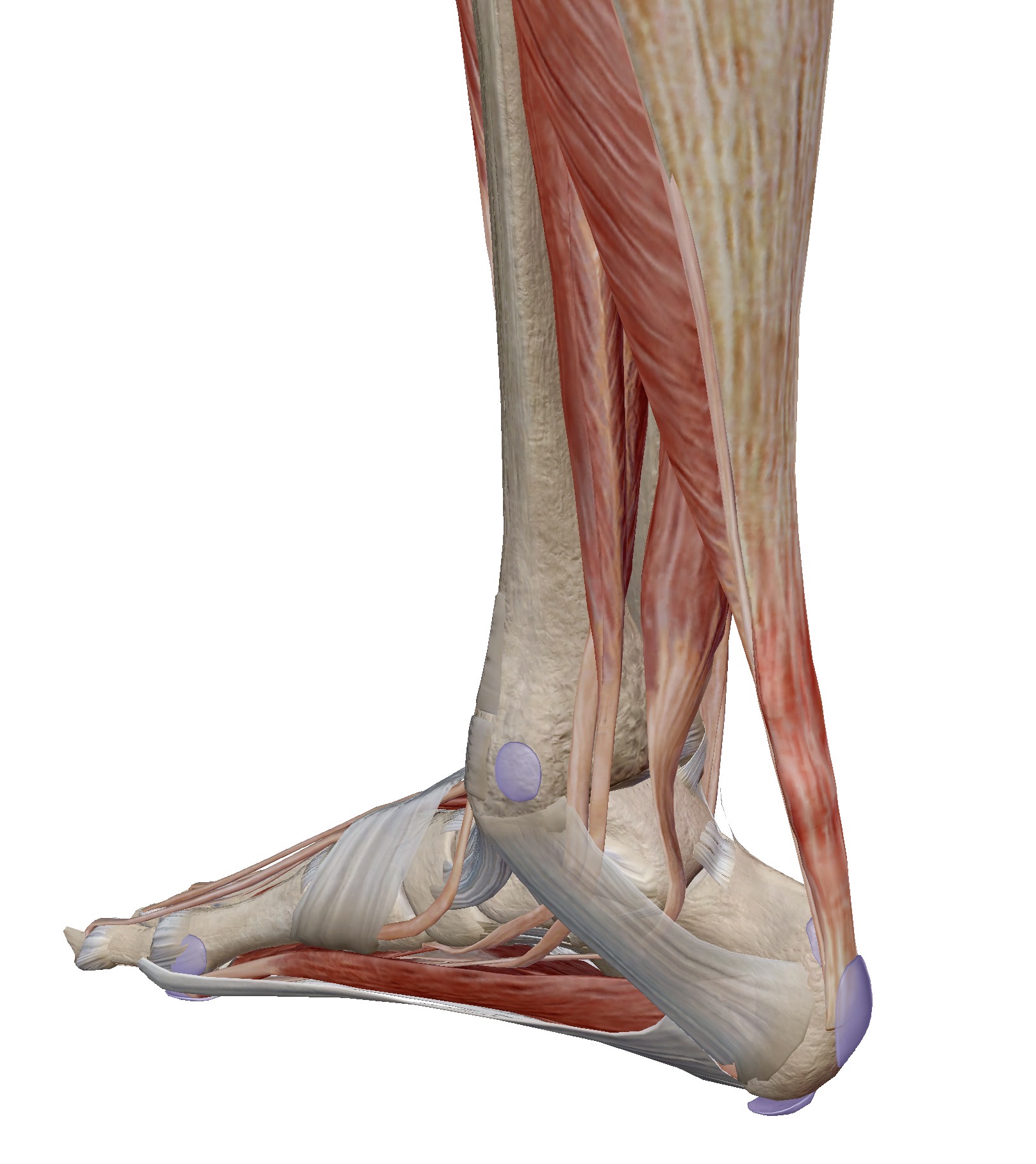 ปวดเอ็นร้อยหวาย (Achilles Tendon Pain) — สาเหตุ อาการ การรักษา และวิธีป้องกัน