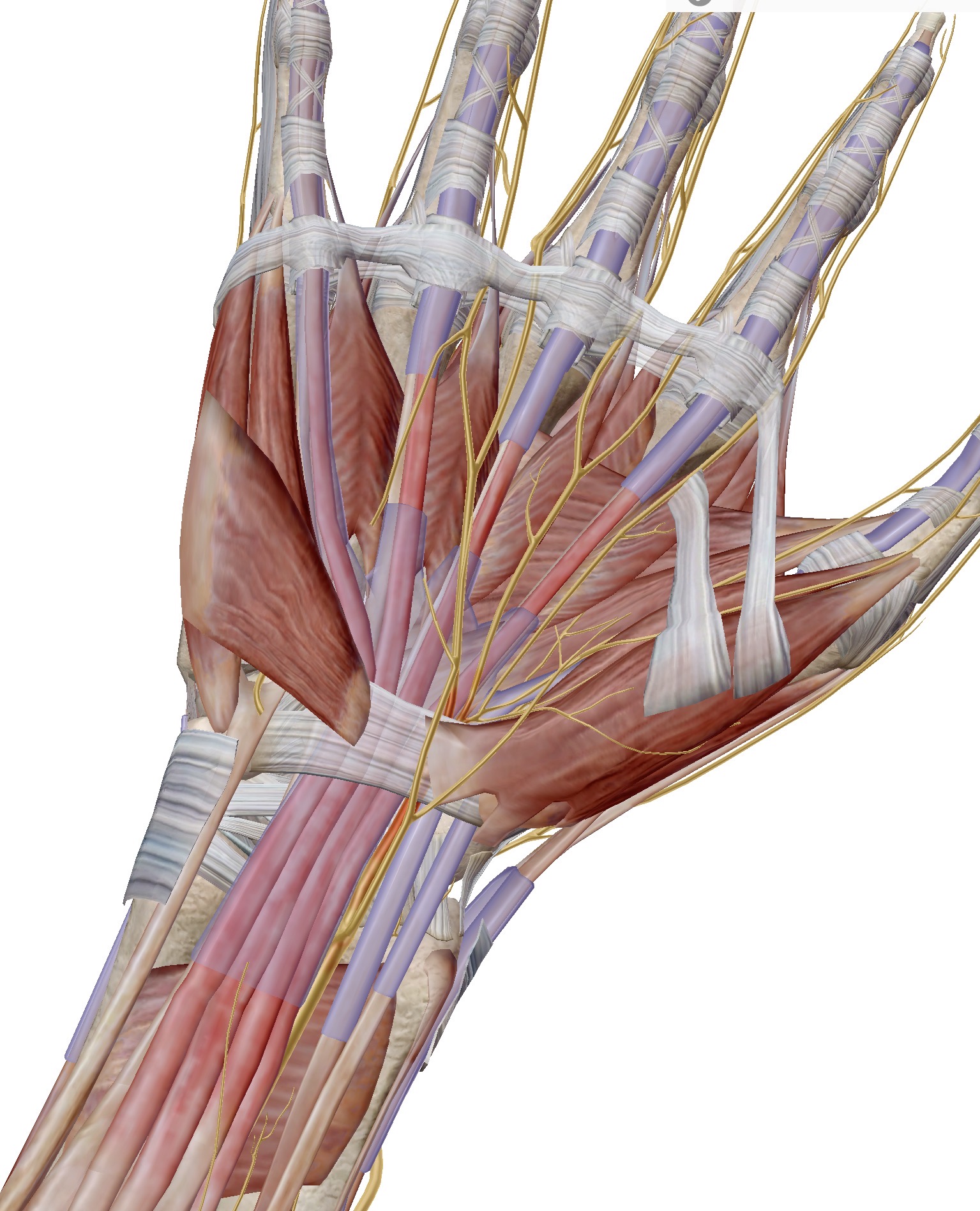 มือชา มือปวด ตื่นกลางดึกเพราะชามือ อย่าปล่อยทิ้งไว้ มีวิธีรักษาแบบใหม่ ไม่ต้องผ่าตัด!